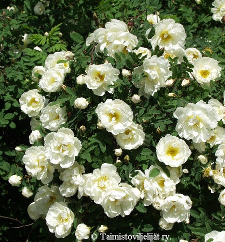 Rosa spinosissima 'Plena'